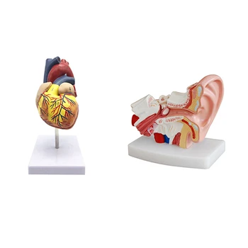 1: 1 Emberi szív modell, anatómiailag pontos szív modell & 1,5-szeres emberi fül anatómiai modell szervek bemutatására