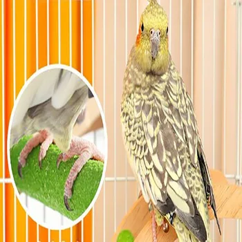 Fásság Papagájok állvány Ág létra kopás- és elhasználódásállóság korrózió Megelőző fagyos állomás Pólus cukormáz